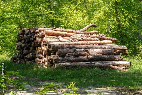 Une pile de troncs d'arbres abattus en forêt 