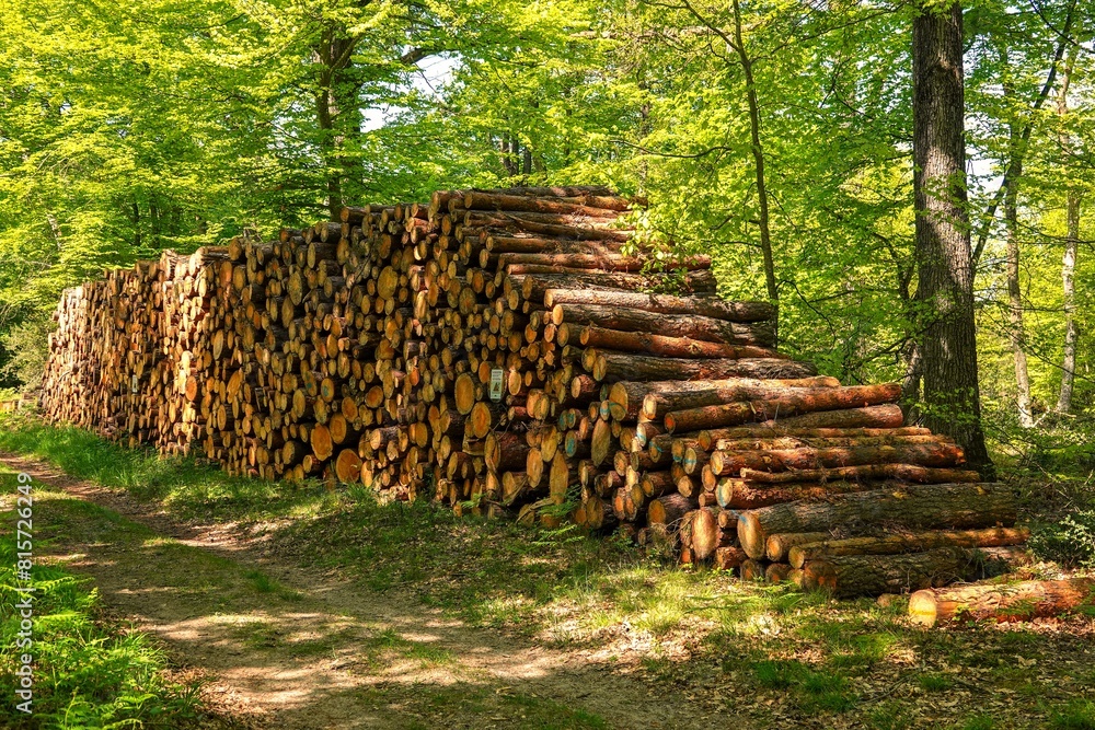 Grande pile de troncs d'arbres abattus en forêt, avec effet de lumière chaude et tons vifs Grande pile de troncs d'arbres abattus en forêt, avec effet de lumière chaude et tons vifs