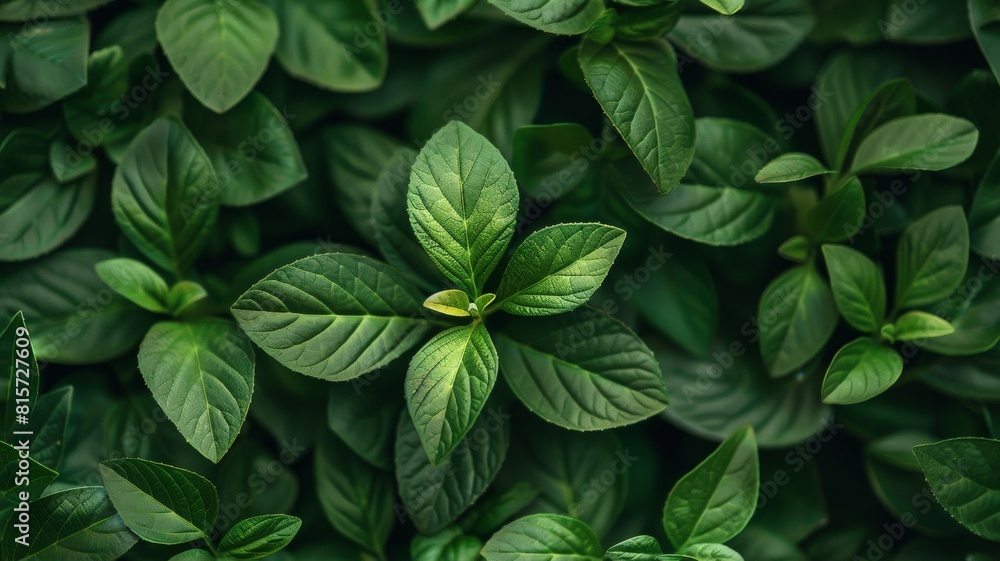 Lush greenery with close-up on leaves Lush greenery with close-up on leaves