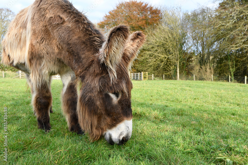 A large male Poitou donkey grazing in it's field on a sunny day A large male Poitou donkey grazing in it's field on a sunny day