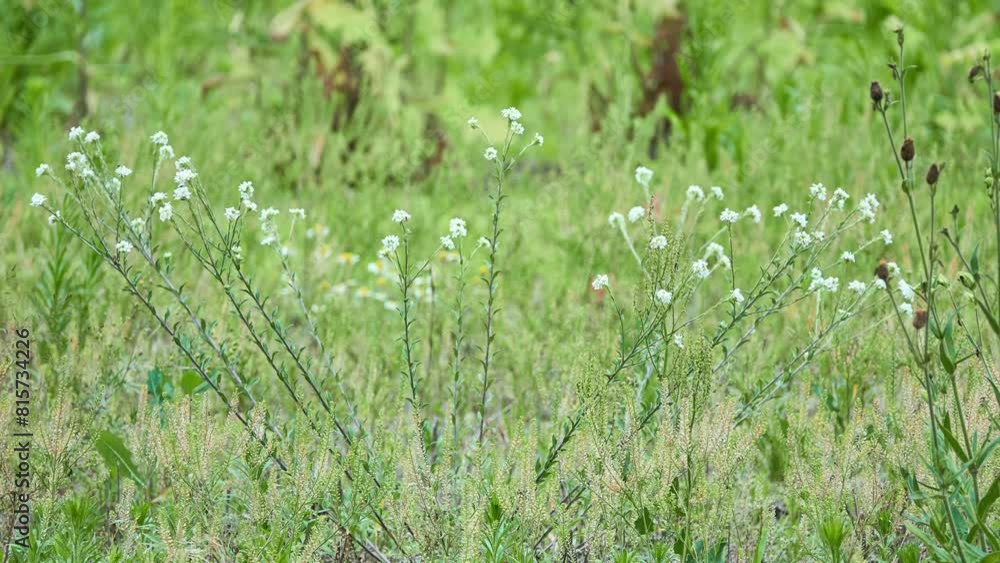 Hematopoietic, or great burnet, or pharmacy, or iron (Sanguisorba officinalis) - a perennial herb; type species of the genus Burnet of the family Rose. Hematopoietic, or great burnet, or pharmacy, or iron (Sanguisorba officinalis) - a perennial herb; type species of the genus Burnet of the family Rose.