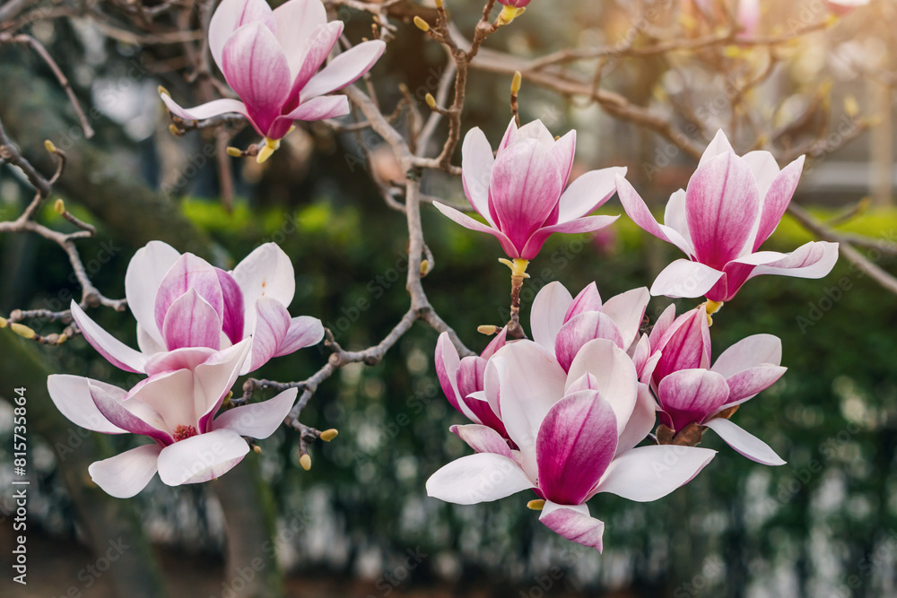 Obraz premium Close-up: Delicate magnolia flowers in vibrant colors.