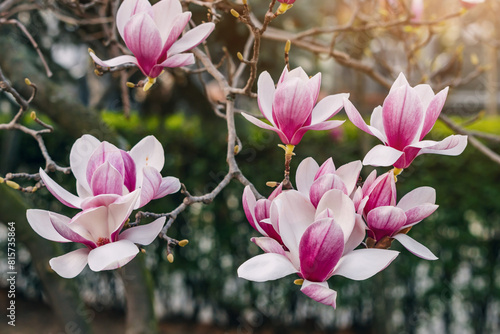 Close-up: Delicate magnolia flowers in vibrant colors.