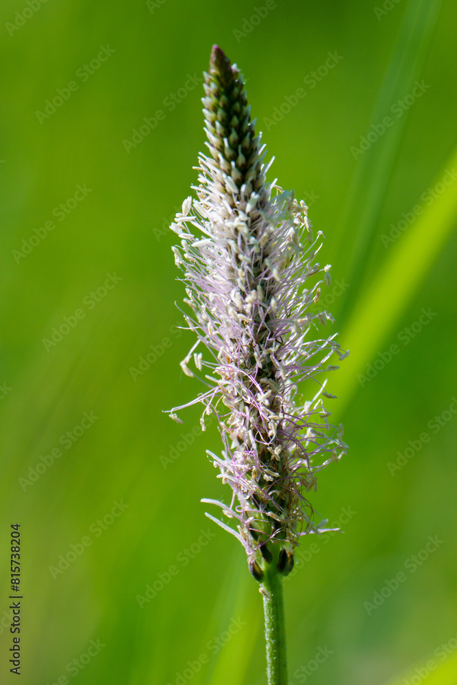 The lanceolata plantain (Plantago lanceolata) is a medicinal herb that has anti-cough properties and has anti-inflammatory and antibiotic effects.