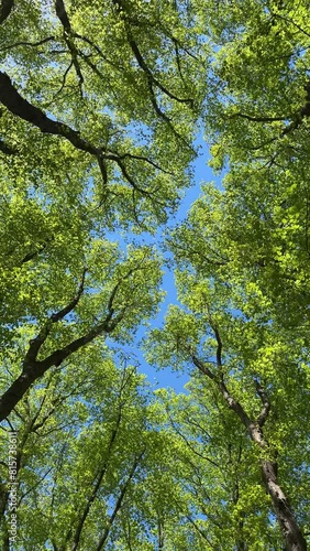 Green alley of tall trees in spring. Green young leaves against a blue sky in May.