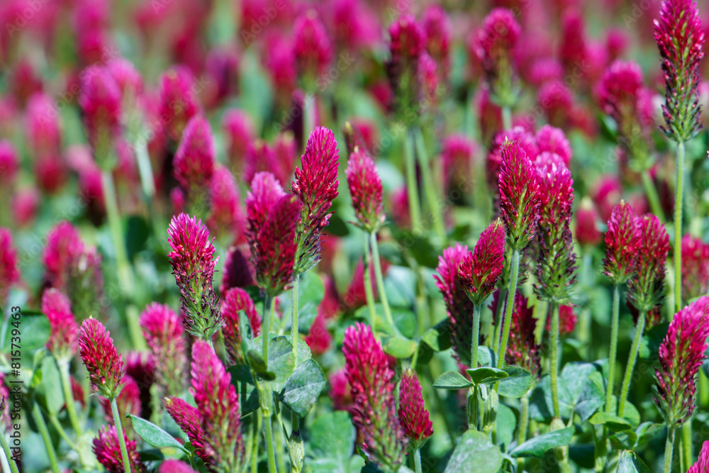 Red clover flowers on the field in the background Red clover flowers on the field in the background