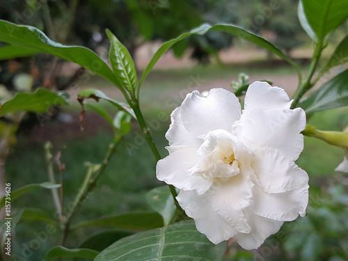 white flower