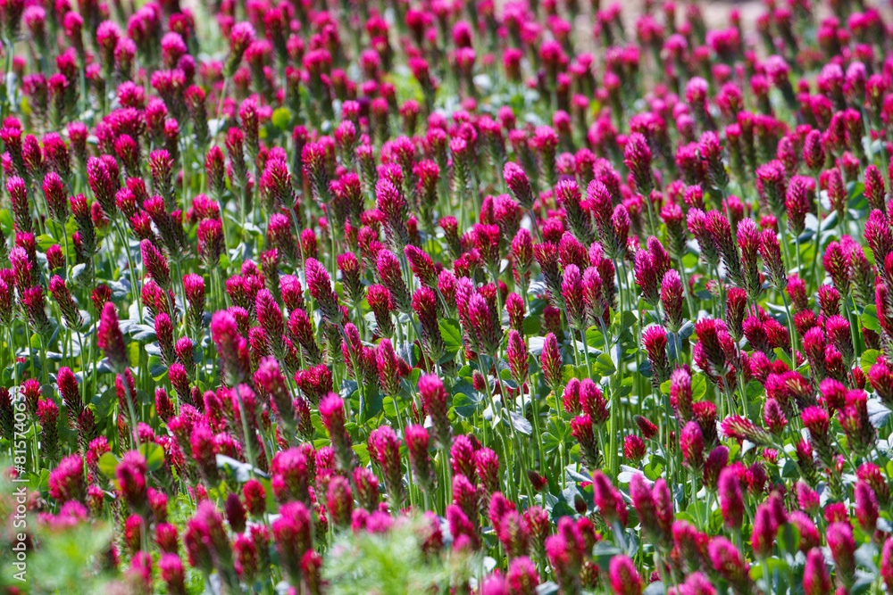Red clover flowers on the field in the background Red clover flowers on the field in the background