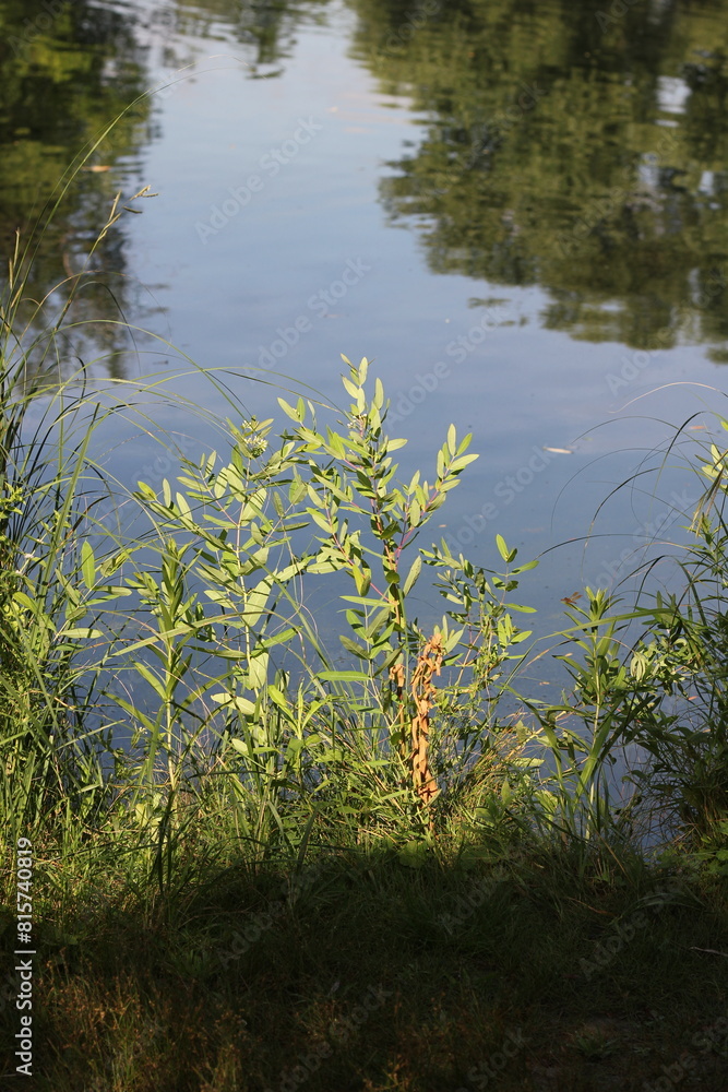 reflection in the water reflection in the water