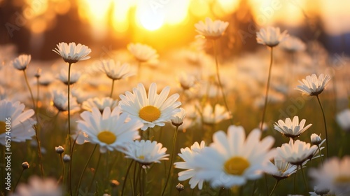 A field filled with white daisies under the warm hues of a setting sun. The flowers are in full bloom  swaying gently in the evening breeze amidst the golden light
