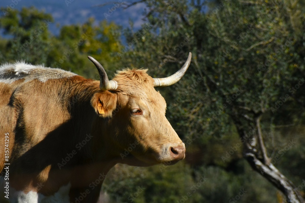 Organic cow grazing in the open air. Organic cow grazing in the open air.