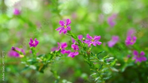 Close up of many pink mexican aster or cosmos flowers are blooming in garden light wind blowing outdoor under bright sun. Flowers on a blurred background. SDOF High quality 4K footage. photo