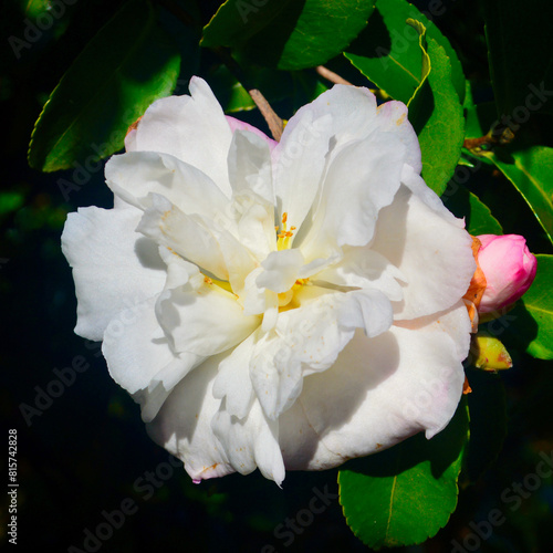 Beautiful white camellias blooming in the Blue Mountains of Australia. photo