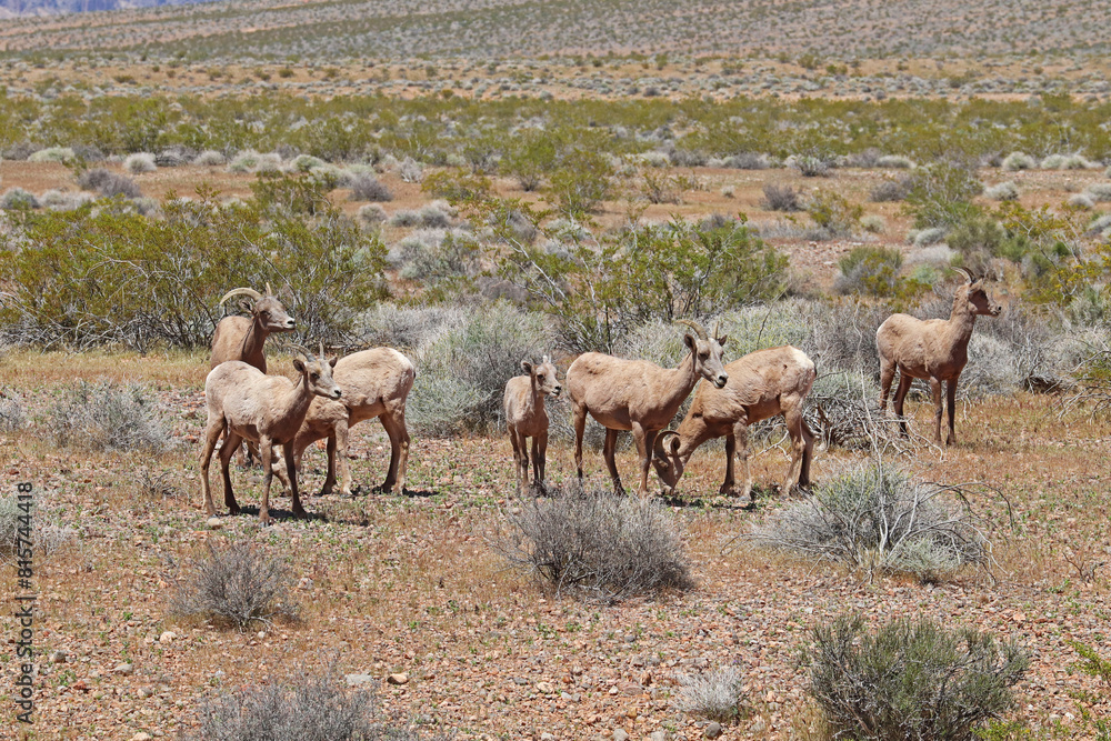Desert bighorn sheep at Valley of Fire State Park, Nevada Desert bighorn sheep at Valley of Fire State Park, Nevada