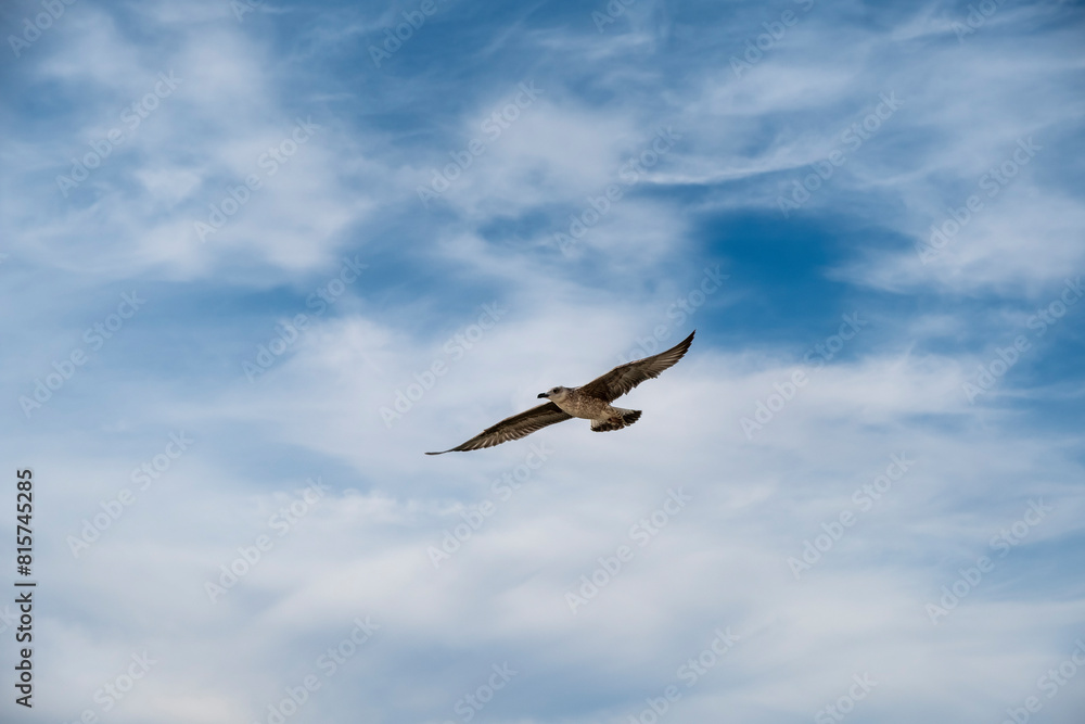 Seagull on blue background. European herring gull, Larus argentatus. Seagull flying in front of blue clouds. Seagull on blue background. European herring gull, Larus argentatus. Seagull flying in front of blue clouds.