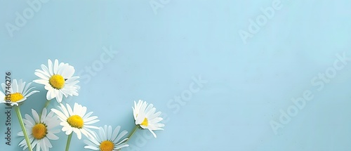 pastel light blue background with daisy flowers in the corner minimalist desktop wallpaper frame plain background with white flowers