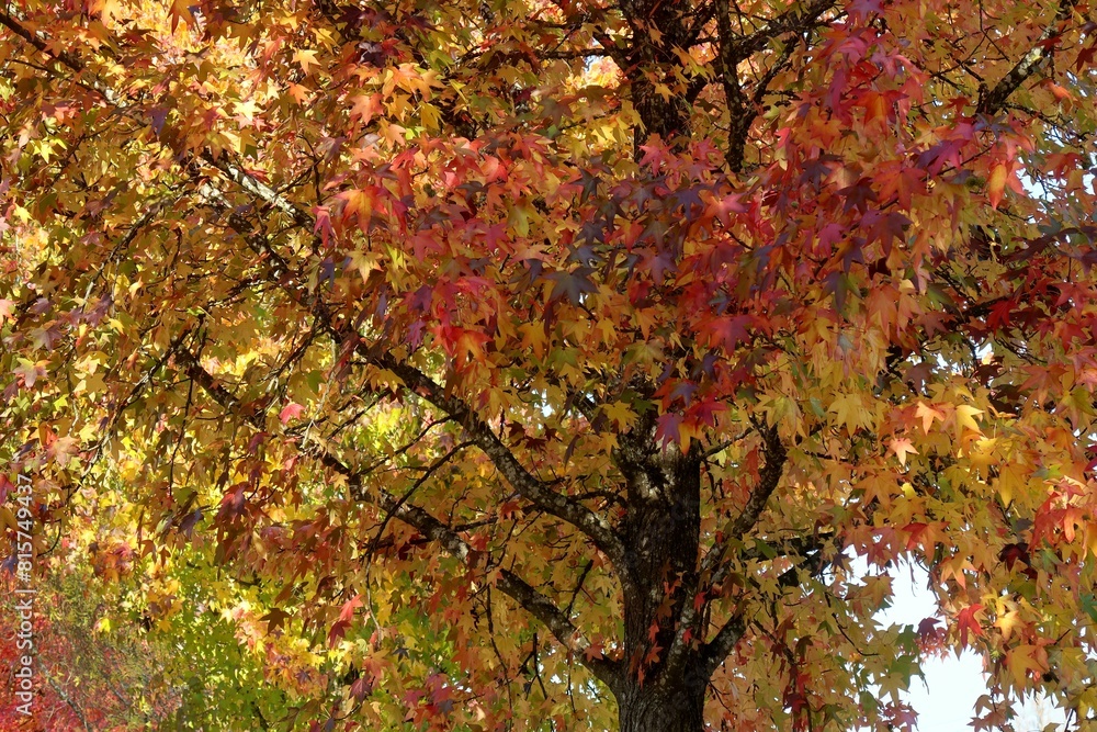 Fall colours at Bright, Victoria Fall colours at Bright, Victoria