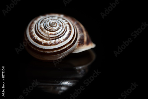 Close-up of the shell of a sea snail. The spirals are clearly visible. The snail shell lies in front of a dark background.
