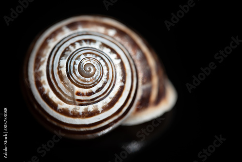 Close-up of the shell of a sea snail. The spirals are clearly visible. The snail shell lies in front of a dark background.