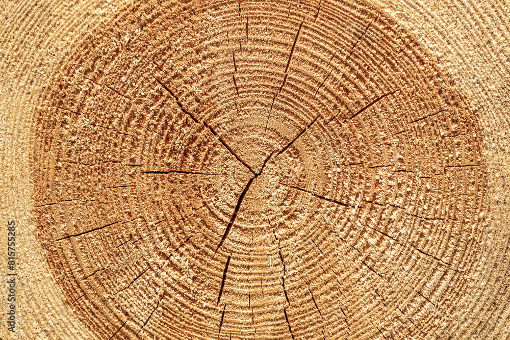 Naklejka premium Texture of sawn logs with growth rings. Natural background.