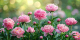 Beautiful field of blooming pink peonies under the bright sunlight in the background