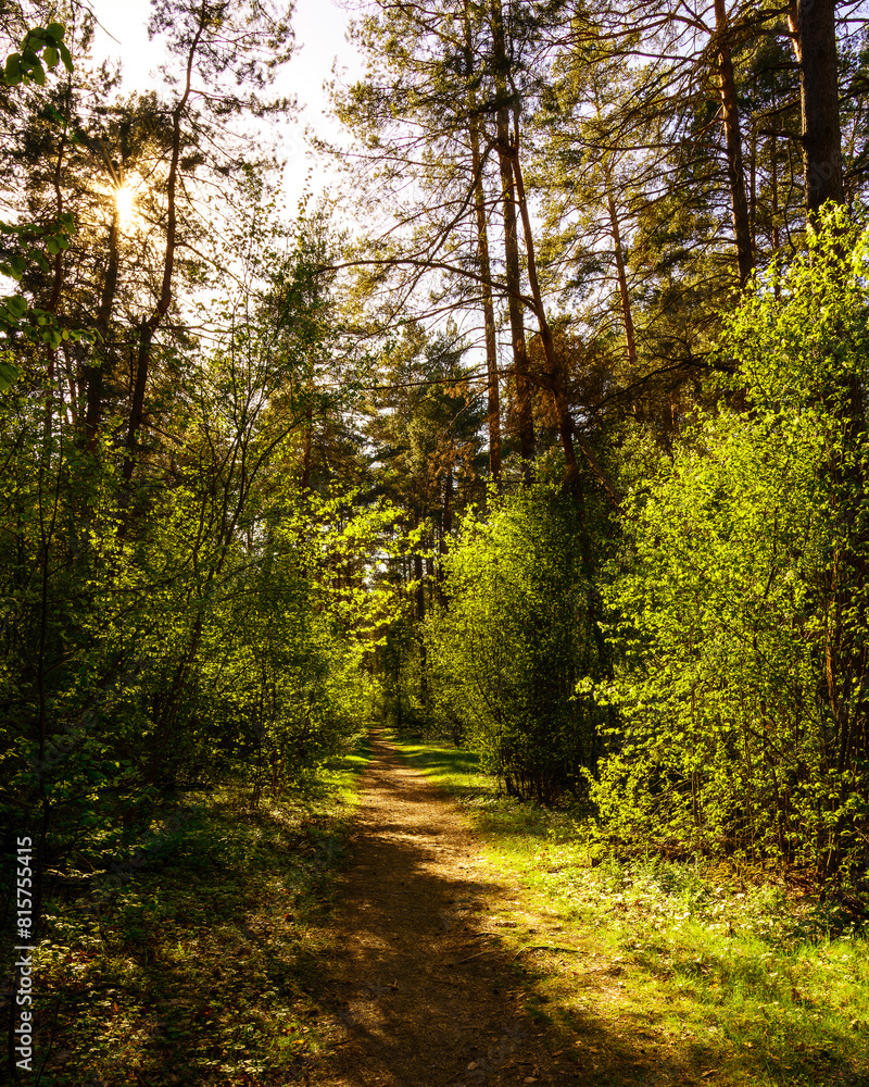 Fototapeta premium Sunbeams streaming through the pine trees and illuminating the young green foliage on the bushes in the pine forest in spring.