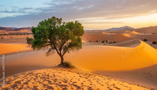 view of a tree among the dunes in the sahara desert at sunset djanet algeria africa