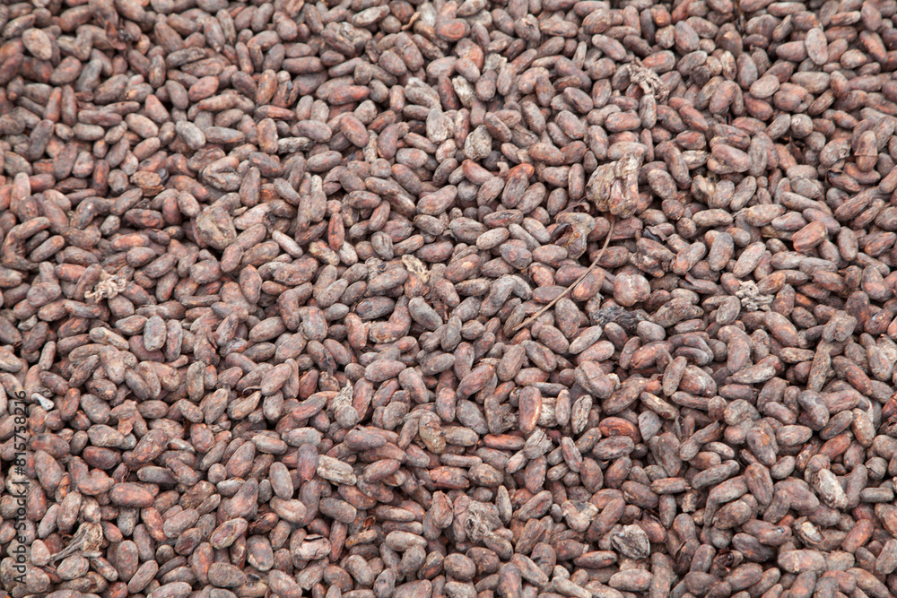 Cocoa during the drying process to make chocolate Cocoa during the drying process to make chocolate