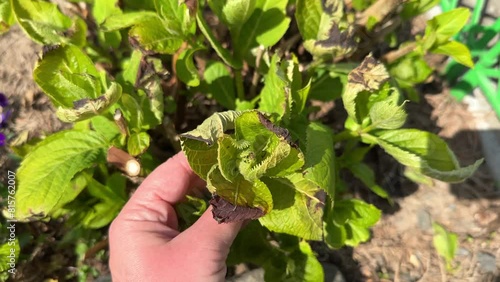 Hydrangea young leaves with frost damage in the gardeners hand. Dark brown and black dry foliage of Hortensia affected by cold, close-up. photo