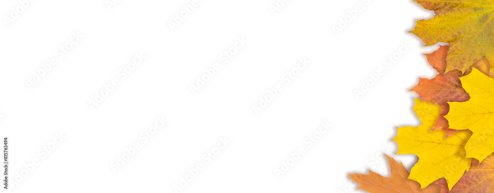 Autumn maple leaf isolated on white background. Fall season foliage. Top view. Banner. Autumn maple leaf isolated on white background. Fall season foliage. Top view. Banner.