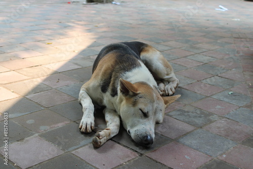 dog sleeping on the street