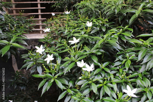flowers in the garden