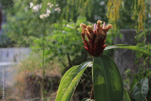 red and yellow flower