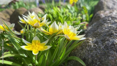 Late tulip or Tulipa tarda white yellow flowers in the Garden in Spring. photo