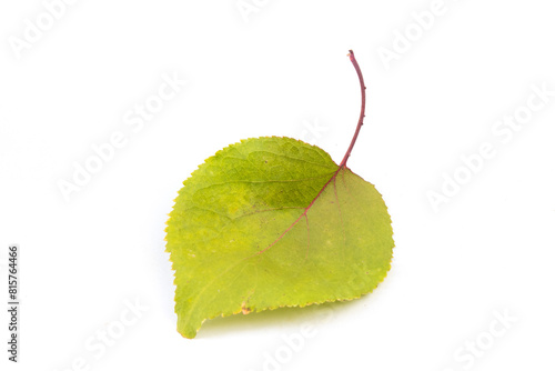 Colorful autumn leaves on white background, copy space for text. View from above. photo