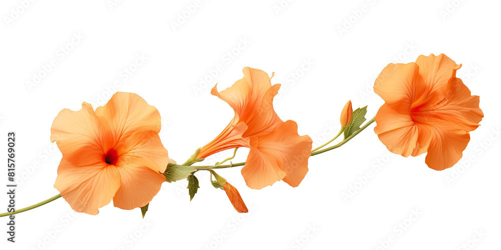 Orange flowers branch isolated on transparent background cutout, for decorating banners Orange flowers branch isolated on transparent background cutout, for decorating banners