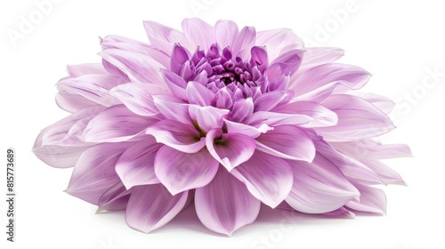 Purple Dahlia flower isolated on white background with no shadows and clipping path close up shot displaying natural beauty