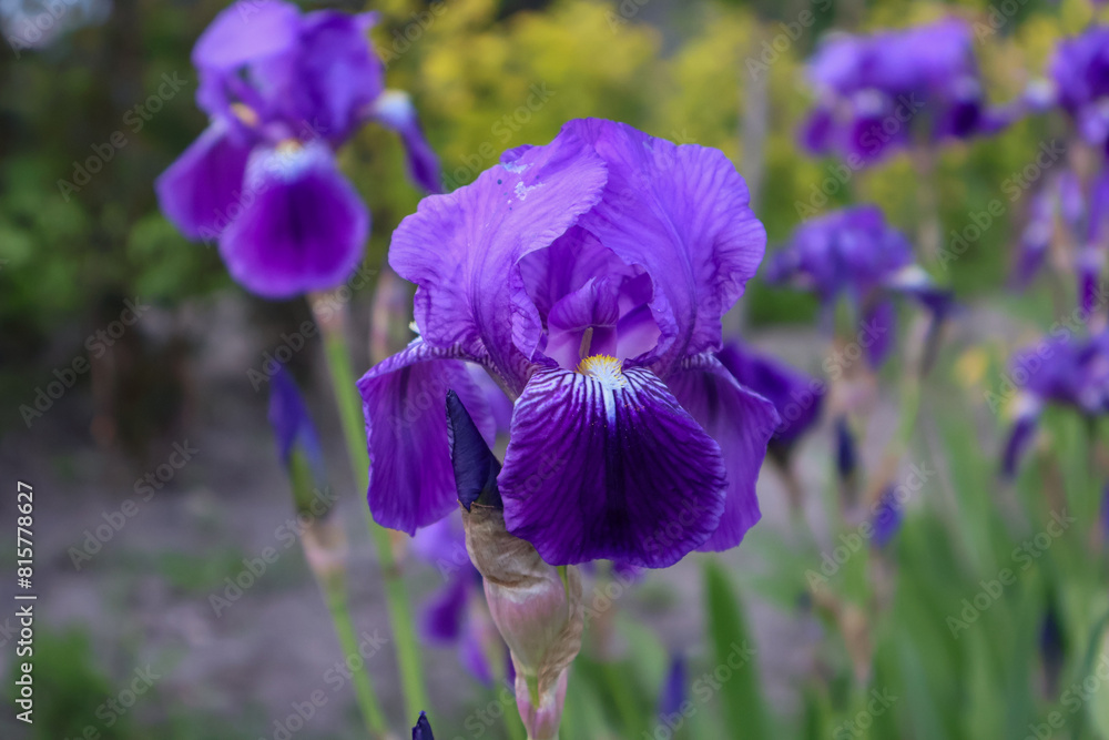 a flower bed of purple irises