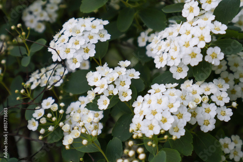 Close-up of Spiraea (Spirae) flowers - clusters of white flowers with yellow centers. photo