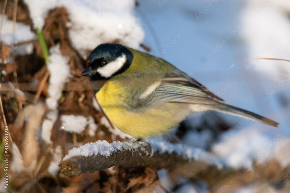 Fototapeta premium sikorka bogatka wśród ośnieżonych gałęzi znajduje nasiona do zjedzenia