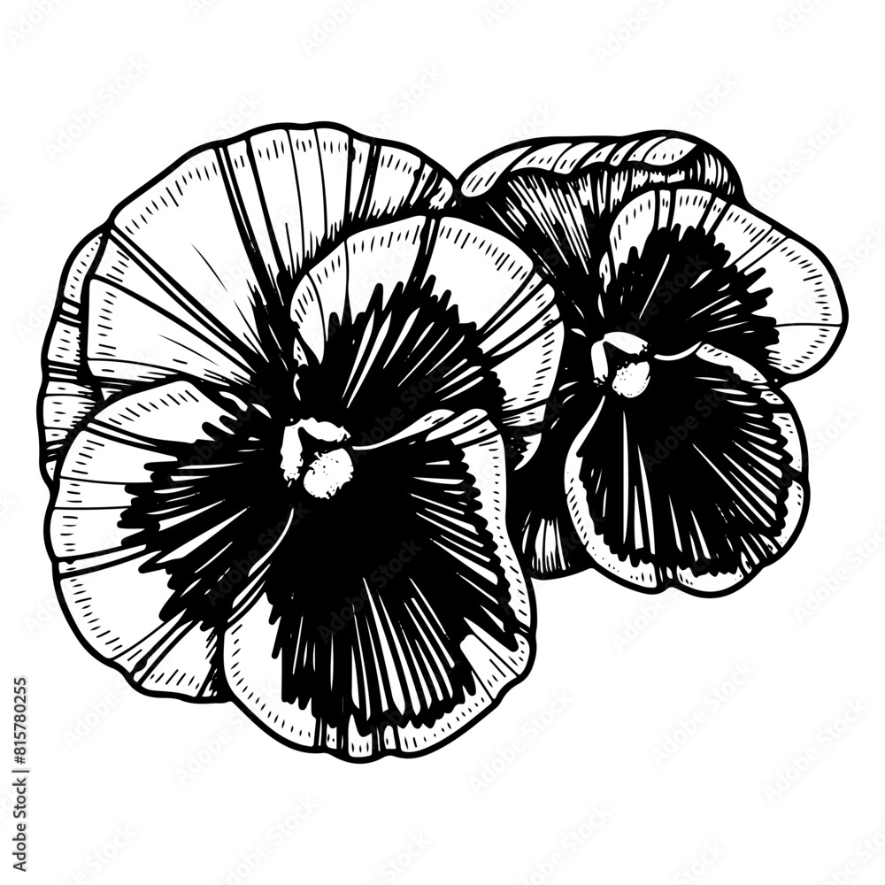 Obraz premium Flower violet tricolor sketch. Bud of a garden plant. Blooming nature. Hand drawn vector line illustration.