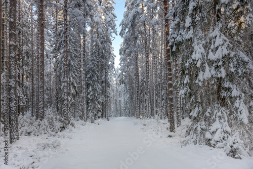 Snow covered dirt road in a snowy winter forest in Sweden