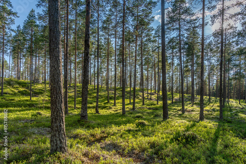 Sparse and well cared pine forest in Sweden