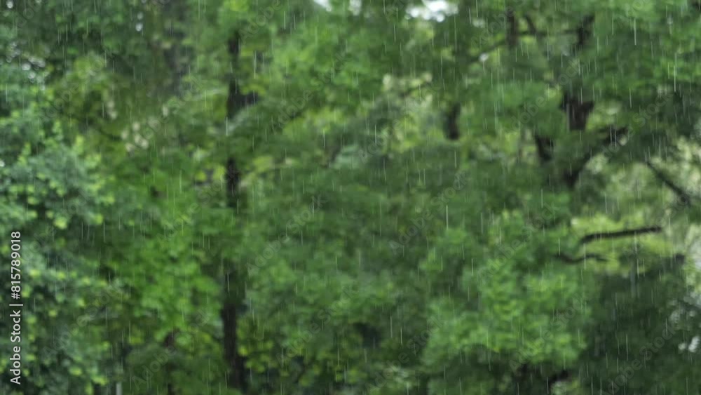 rain in forest with green trees slow motion video rain in forest with green trees slow motion video