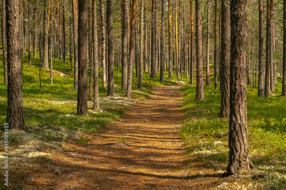 Walking path through a beautiful pine forest in Sweden