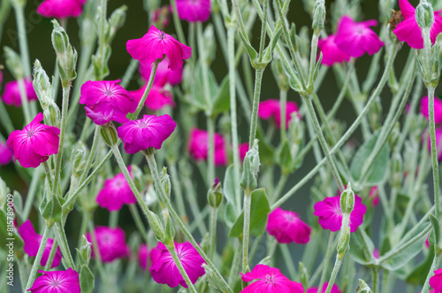 Background from a field of pink flowers and green leaves