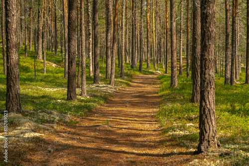 Walking path through a beautiful pine forest in Sweden