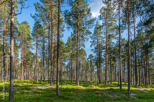 Beautiful and well cared pine forest in Sweden