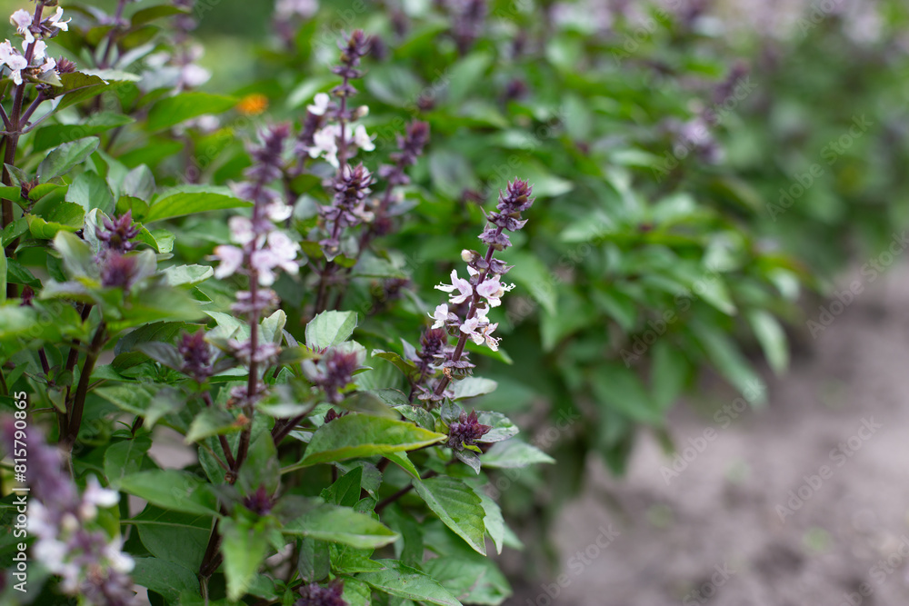 Green basil plants in blossom. Basil blooms in the garden. Growing fresh spices. Aromatic herbs. Ocimum basilicum Magic Blue.