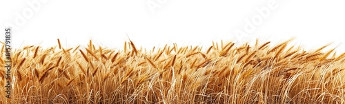 A panoramic view of a golden wheat field isolated on a white background with a clipping path  in high definition